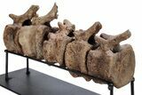 Articulated Hadrosaur (Edmontosaurus) Caudal Vertebrae w/ Stand #264987-3